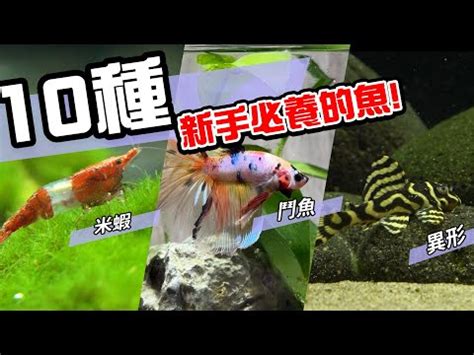 那種魚最好養|2024年最受歡迎觀賞魚